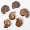 Cut & Polished Ammonites | ©Conscious Craft